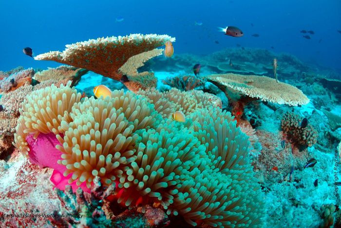 Marshall-Islands-Reef